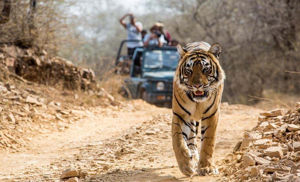 Jim Corbett National Park - famous wildlife sanctuary and adventure destination near Corbett Sunshine homestay